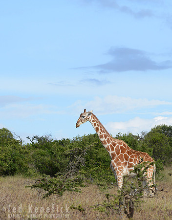 Reticulated Giraffe -- Laikipia Plateau, Kenya