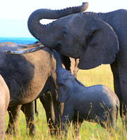 Checking In -- Maasai Mara, Kenya