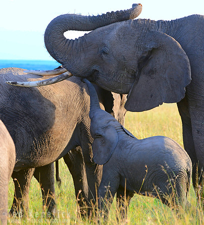 Checking In -- Maasai Mara, Kenya