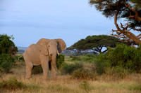 Pride of Amboseli, African Elephant, Amboseli National Park, Kenya