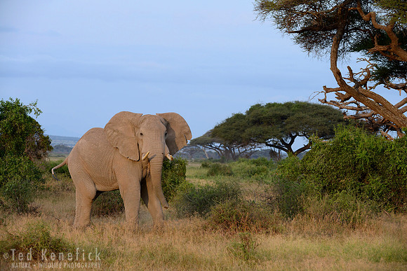 Pride of Amboseli, African Elephant, Amboseli National Park, Kenya