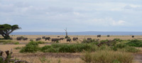Family -- Amboseli National Park, Kenya