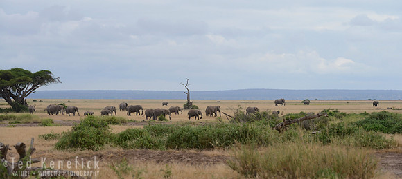 Family -- Amboseli National Park, Kenya