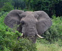 Aggravated Bull, Queen Elizabeth NP, Uganda