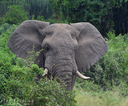 Aggravated Bull, Queen Elizabeth NP, Uganda