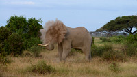 Morning Dust Bath, African Elephant, Amboseli National Park, Kenya