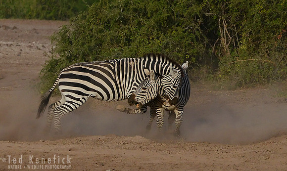 Dustup -- Amboseli National Park, Kenya