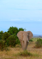 Morning in Africa, Amboseli National Park, Kenya