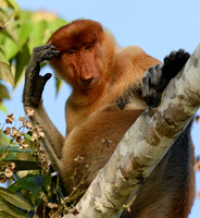 Proboscis Head Scratch, Kinabatangan River, Borneo
