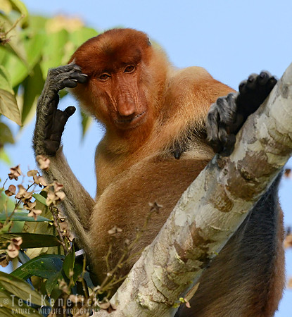 Proboscis Head Scratch, Kinabatangan River, Borneo