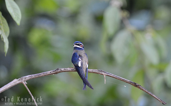 Whiskered Treeswift, Danum Valley, Borneo