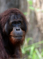Big Male Orang, Danum Valley, Borneo