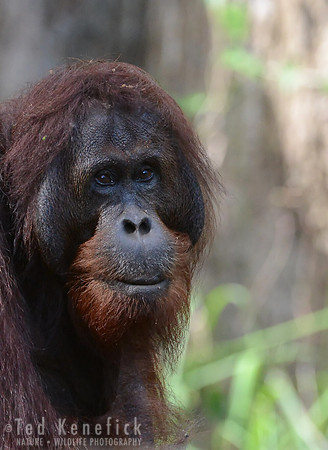 Big Male Orang, Danum Valley, Borneo