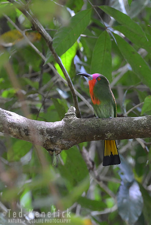 Red-bearded Bee-Eater, Danum Valley, Borneo