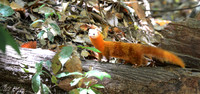 Malay Weasel, Danum Valley, Borneo
