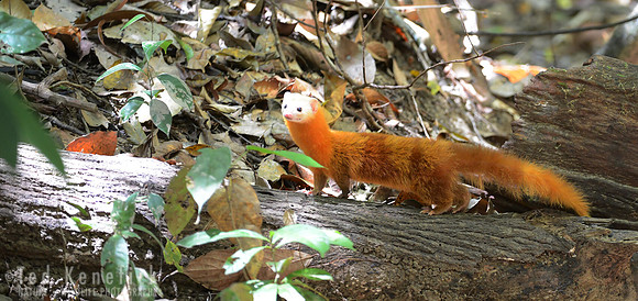 Malay Weasel, Danum Valley, Borneo