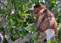 Proboscis Monkey, Kinabatangan River, Borneo