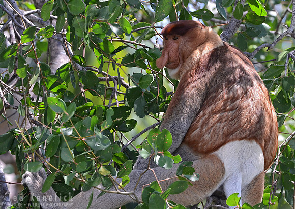 Proboscis Monkey, Kinabatangan River, Borneo