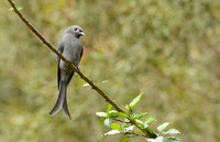 Ashy Drongo, Mount Kinabalu, Borneo