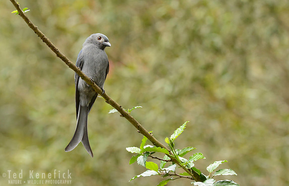 Ashy Drongo, Mount Kinabalu, Borneo