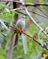 Pale-faced Bulbul, Mount Kinabalu, Borneo