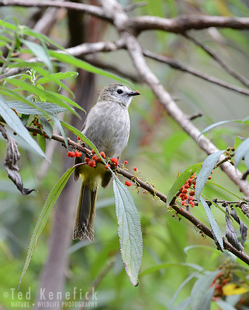 Pale-faced Bulbul, Mount Kinabalu, Borneo