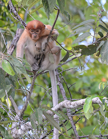 Young Proboscis, Kinabatangan River, Borneo