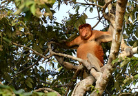 Borneo