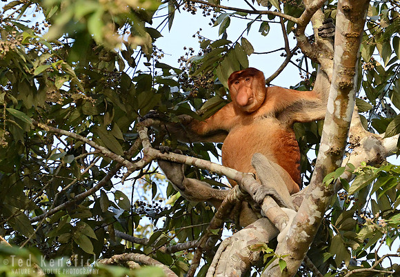 Male Proboscis Monkey in the Canopy, Kinabatangan River, Borneo