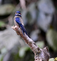 Whiskered Treeswift Perch, Danum Valley, Borneo