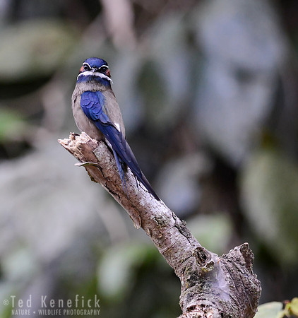 Whiskered Treeswift Perch, Danum Valley, Borneo
