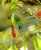 Golden-naped Barbet with Berries, Mount Kinabalu, Borneo