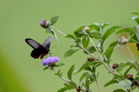Black-and-Red Poison Butterfly, Danum Valley, Borneo
