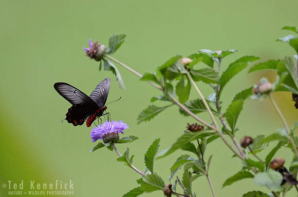 Black-and-Red Poison Butterfly, Danum Valley, Borneo