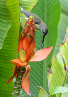Little Spiderhunter, Danum Valley, Borneo
