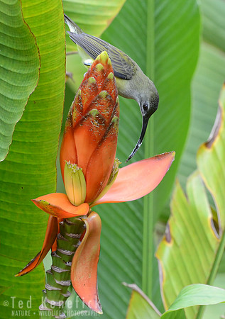 Little Spiderhunter, Danum Valley, Borneo