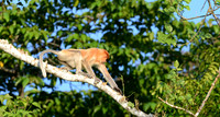Proboscis on the Move, Kinabatangan River, Borneo