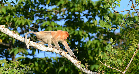 Proboscis on the Move, Kinabatangan River, Borneo