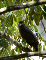 Crested Serpent-Eagle, Borneo Rainforest Lodge