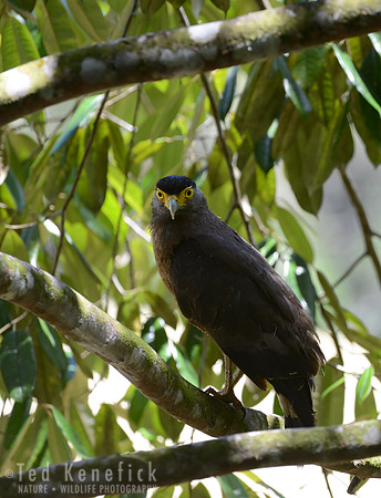 Crested Serpent-Eagle, Borneo Rainforest Lodge