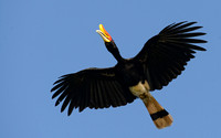Rhinoceros Hornbill in Flight, Kinabatangan River, Borneo
