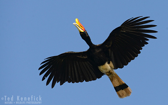 Rhinoceros Hornbill in Flight, Kinabatangan River, Borneo