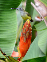Little Spiderhunter Portrait, Danum Valley, Borneo