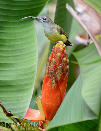 Little Spiderhunter Portrait, Danum Valley, Borneo