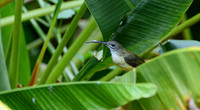 Little Spiderhunter & Palm Fronds, Danum Valley, Borneo