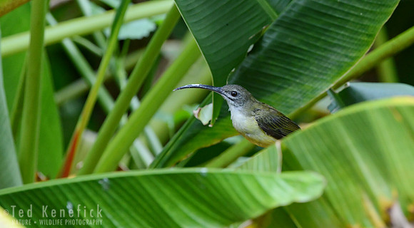 Little Spiderhunter & Palm Fronds, Danum Valley, Borneo