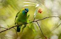 Curious Golden-naped Barbet, Mt. Kinabalu, Borneo