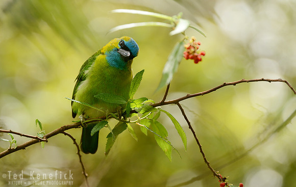 Curious Golden-naped Barbet, Mt. Kinabalu, Borneo