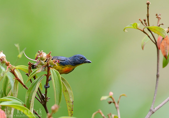 Yellow-rumped Flowerpecker, Danum Valley, Borneo