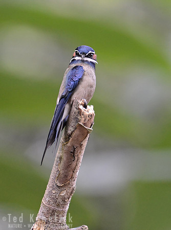 Whiskered Treeswift Staredown, Danum Valley, Borneo